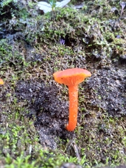 Hygrocybe substrangulata
