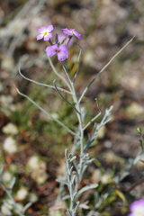 Malcolmia littorea