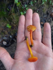 Hygrocybe substrangulata