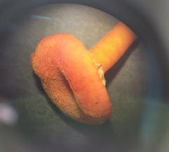 Hygrocybe substrangulata