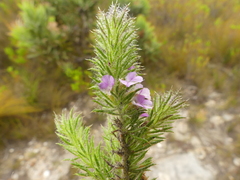Muraltia ciliaris