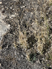 Panicum hallii
