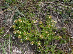 Teucrium montanum