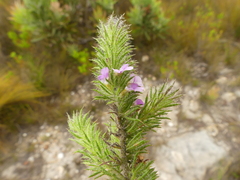 Muraltia ciliaris