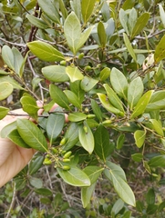 Ocotea pulchella