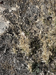Panicum hallii