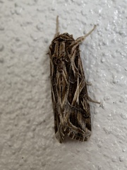 Spodoptera pulchella