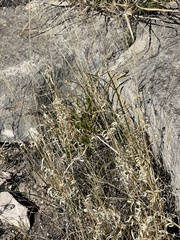 Panicum hallii