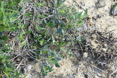 Acleisanthes longiflora