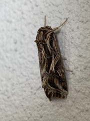 Spodoptera pulchella