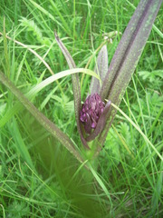 Dactylorhiza incarnata cruenta