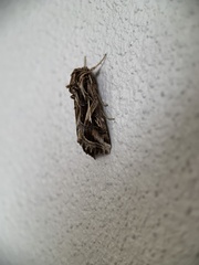 Spodoptera pulchella