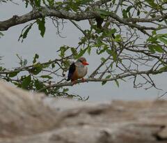 Halcyon leucocephala