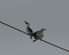Halcyon senegalensis