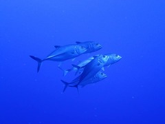Caranx sexfasciatus