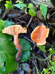 Lactarius rubidus