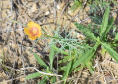 Linum berlandieri