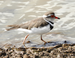 Charadrius tricollaris