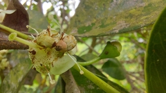 Insecta