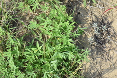 Lupinus texensis