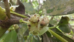 Insecta
