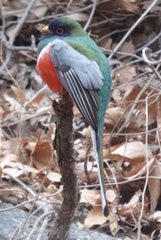 Trogon elegans