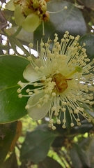 Insecta