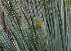 Basileuterus rufifrons