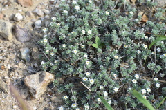 Euploca confertifolia