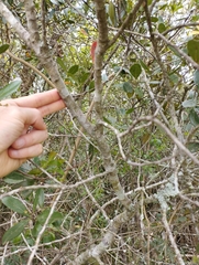 Ocotea pulchella