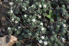 Euploca confertifolia