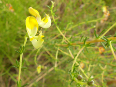 Aspalathus biflora