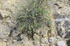 Phyllanthus polygonoides