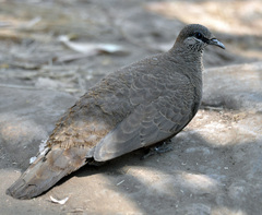 Petrophassa albipennis