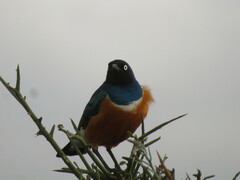 Lamprotornis superbus