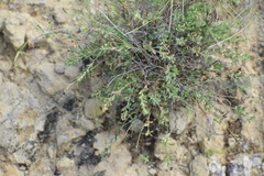 Phyllanthus polygonoides