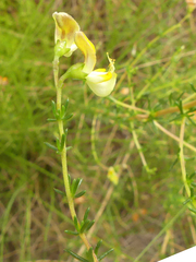 Aspalathus biflora