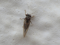 Cacopsylla