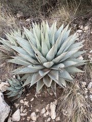 Agave parryi