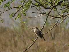 Bradornis microrhynchus