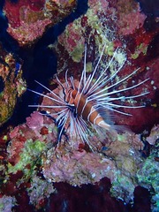 Pterois cincta