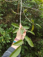 Ficus luschnathiana