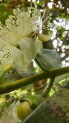 Psidium cattleyanum