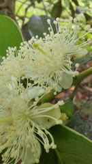 Psidium cattleyanum