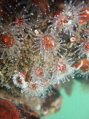 Corynactis californica