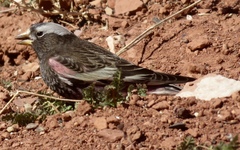 Leucosticte atrata