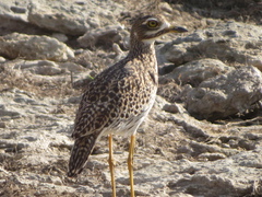 Burhinus capensis