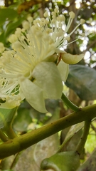 Psidium cattleyanum