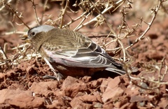 Leucosticte tephrocotis