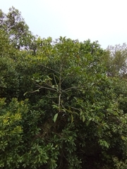 Ficus luschnathiana